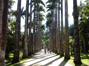 aleia_barbosa_rodrigues_no_jardim_bota%cc%82nico_do_rio_de_janeiro_-_brasil
