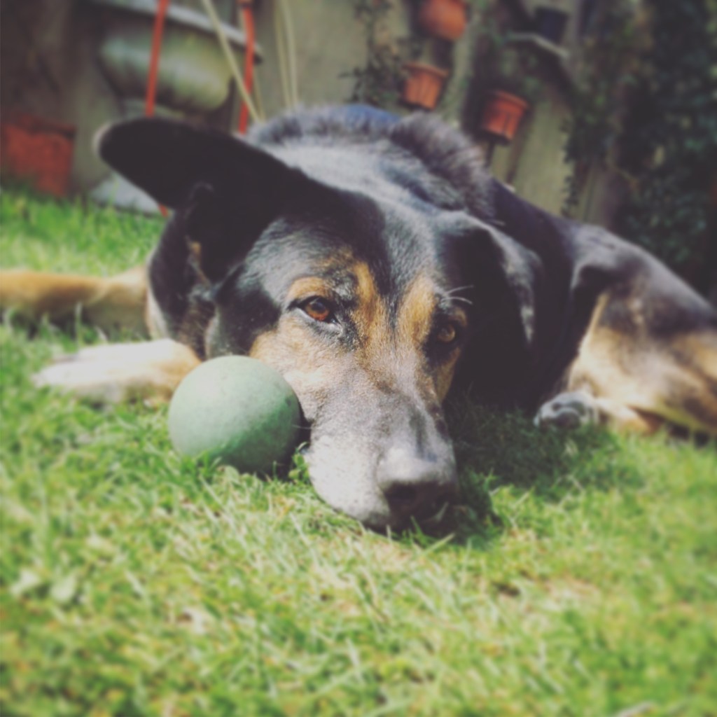 Ti ho amato per 13 anni. Ciao Zorretto&nbsp;mio.